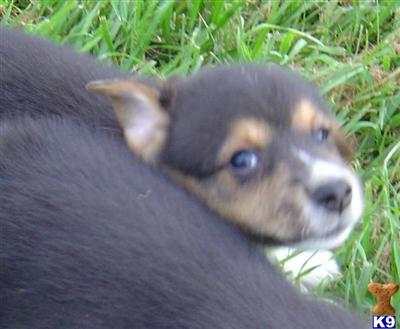 Ben - Cute and Cuddly in Tennessee